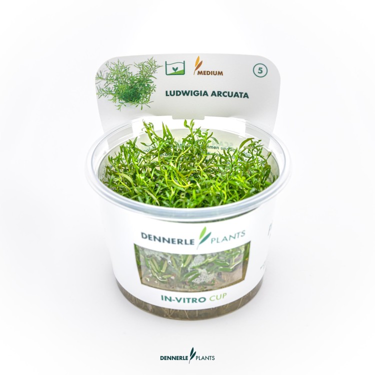 Dennerle Ludwigia arcuata In-Vitro - imagine 5